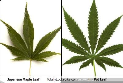 japanese maple leaf vs marijuana leaf